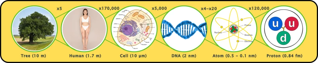 This graphic shows the size comparison between tree, human, cell, DNA, atom and proton.